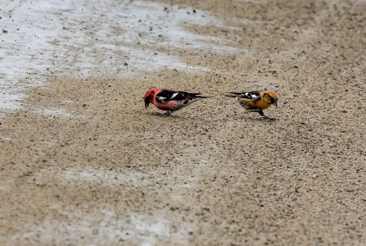 White-winged Crossbill - ML652042063