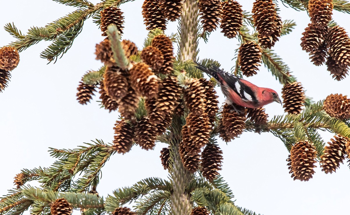 White-winged Crossbill - ML652042066