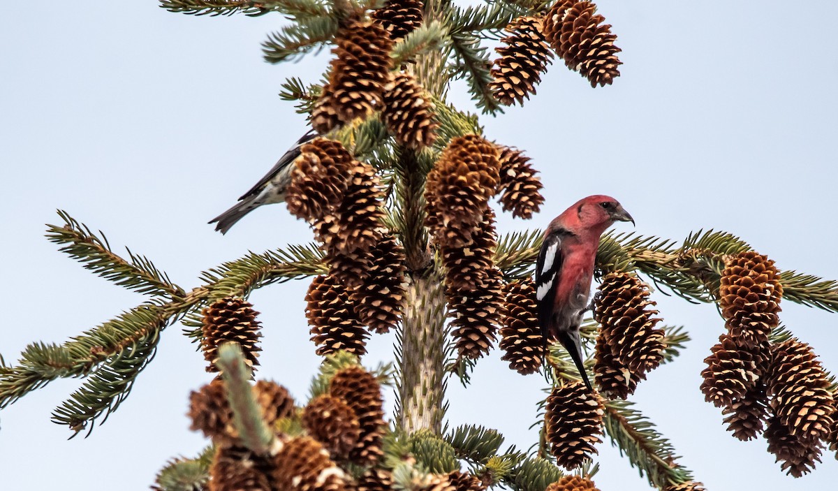 White-winged Crossbill - ML652042072