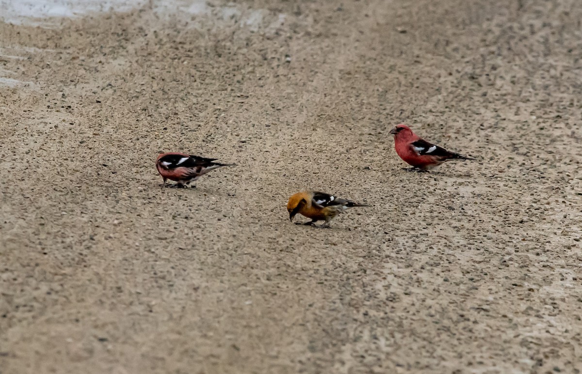 White-winged Crossbill - ML652042079