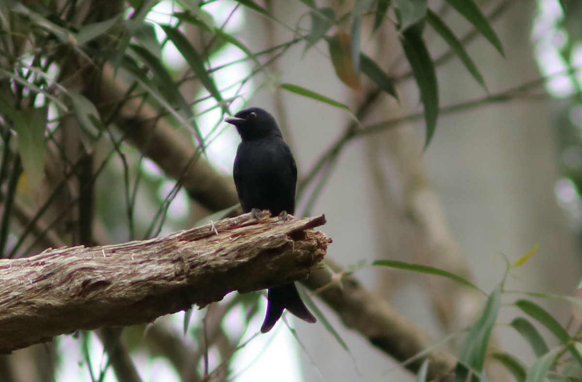 Траурный дронго - ML652042161