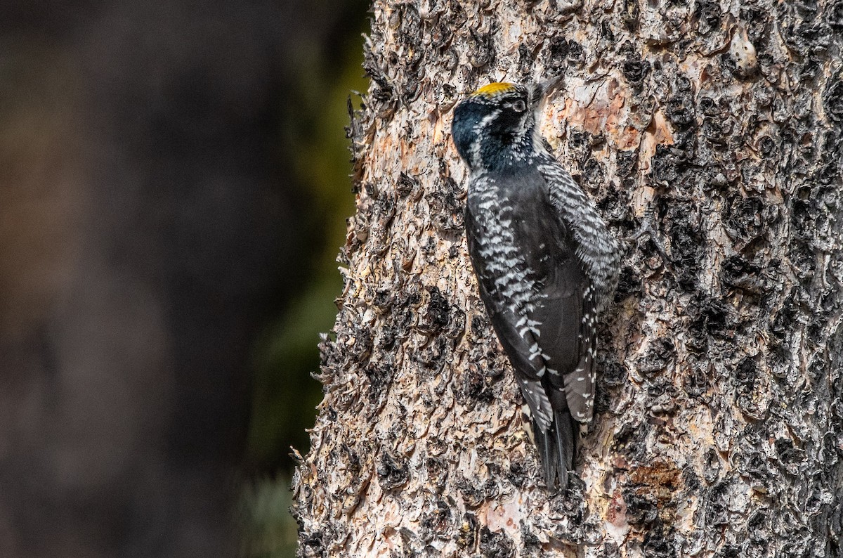 American Three-toed Woodpecker - ML652042219