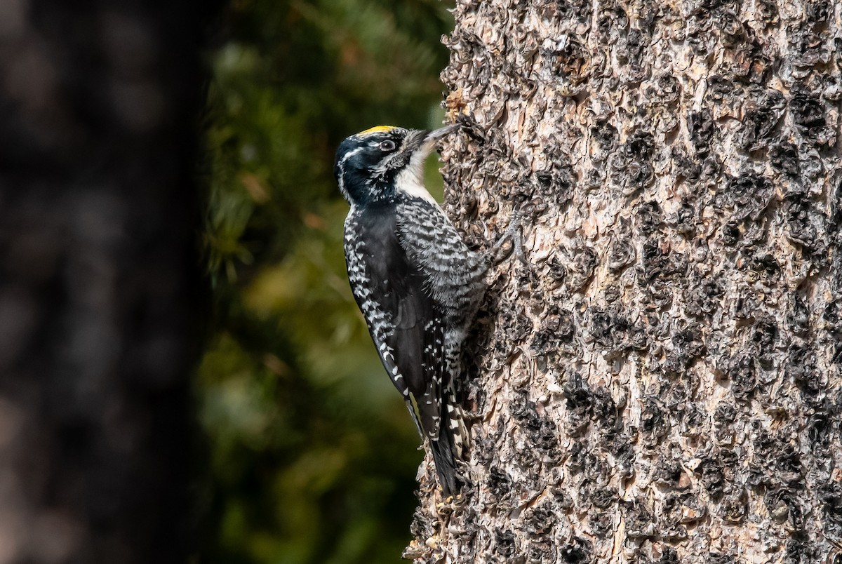 American Three-toed Woodpecker - ML652042220
