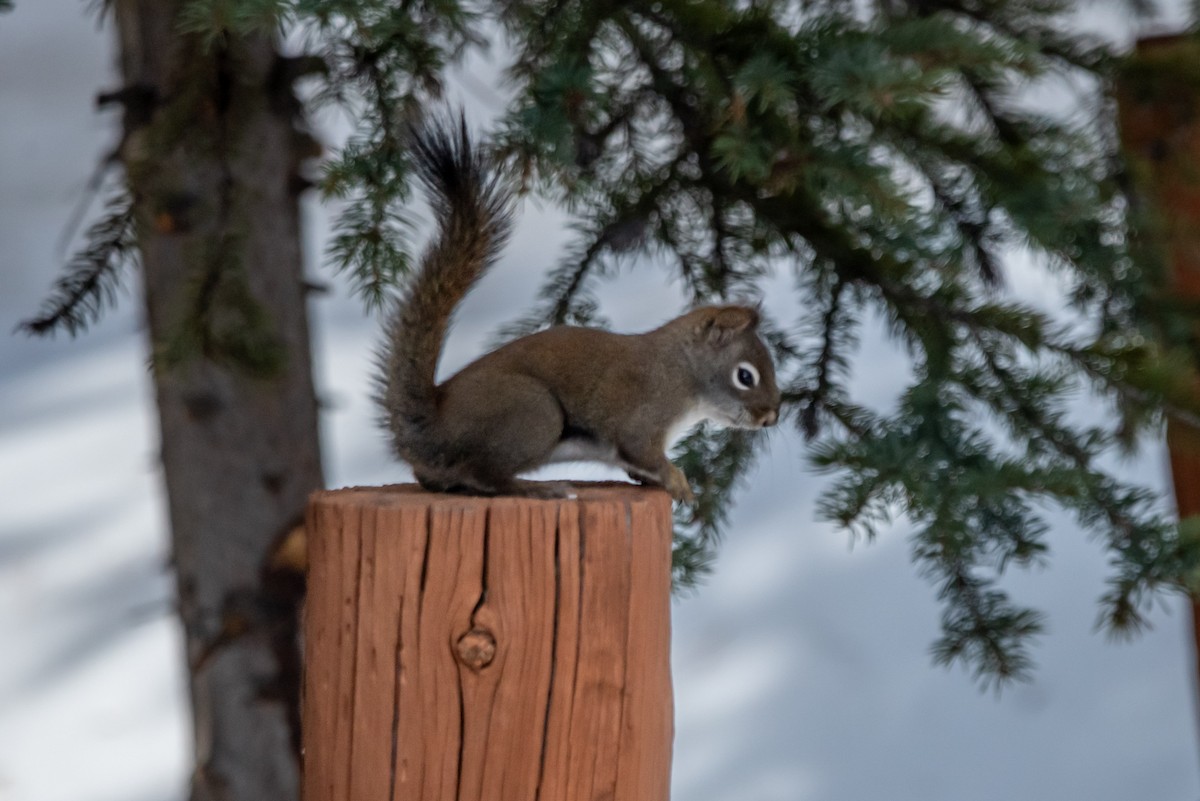 American Red Squirrel - ML652042320