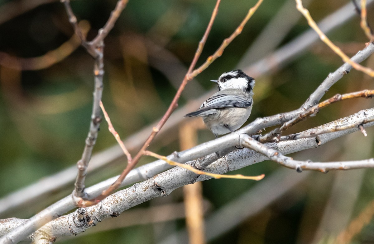 Mountain Chickadee - ML652042334