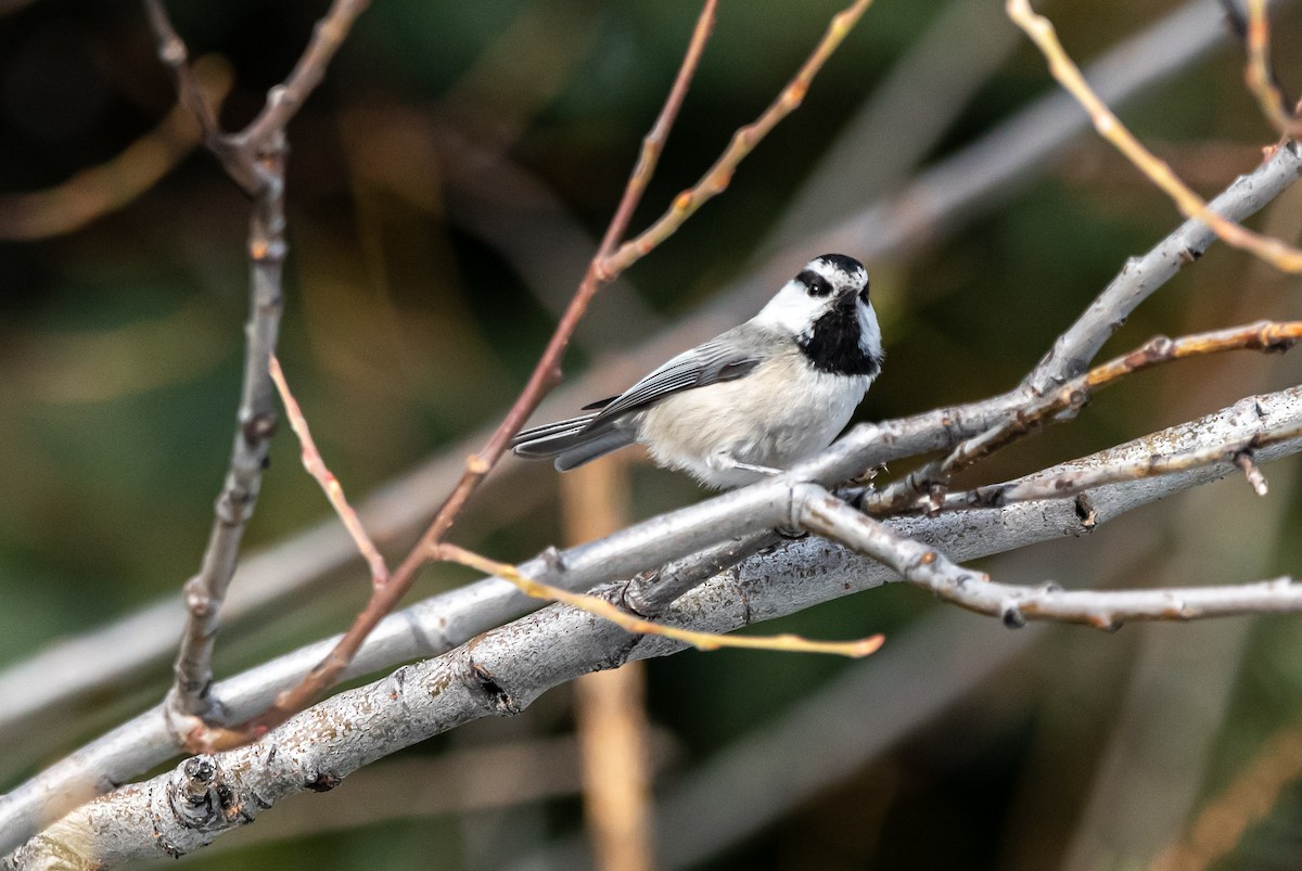 Mountain Chickadee - ML652042335