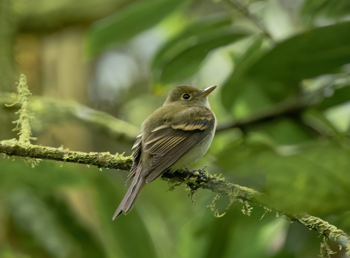 Восточный мухолов - ML652042734