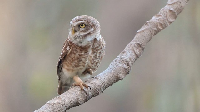 Spotted Owlet - ML652043109