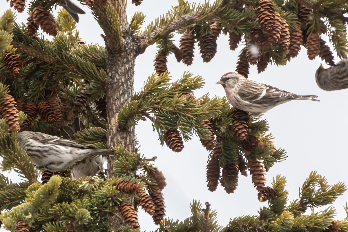 홍방울새 - ML652043669