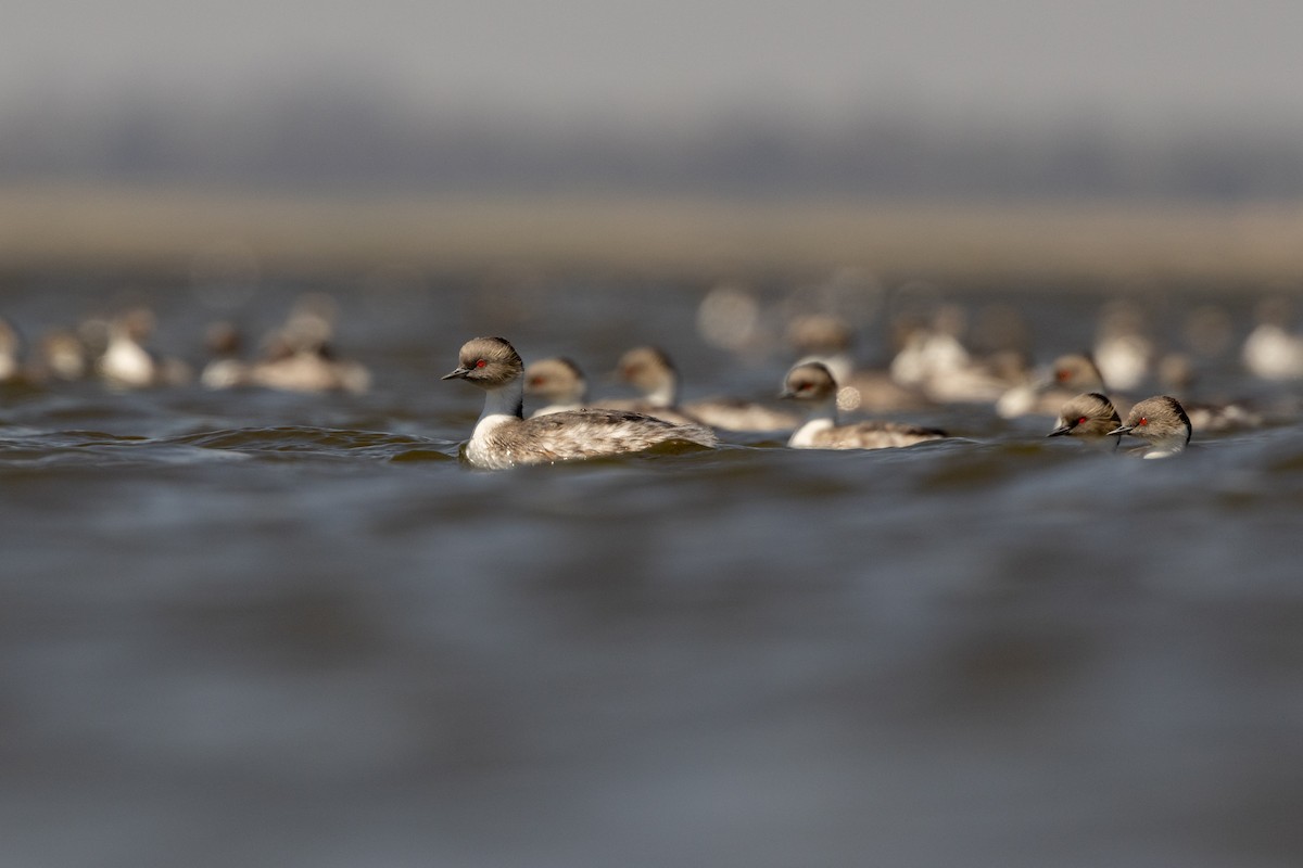 Silvery Grebe - ML652043817