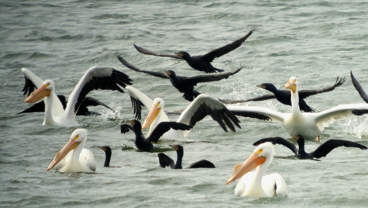 American White Pelican - ML652044687