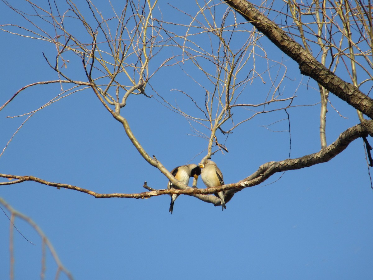 Weißhand-Kernbeißer - ML652045131