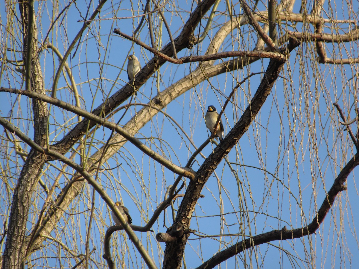 Weißhand-Kernbeißer - ML652045132