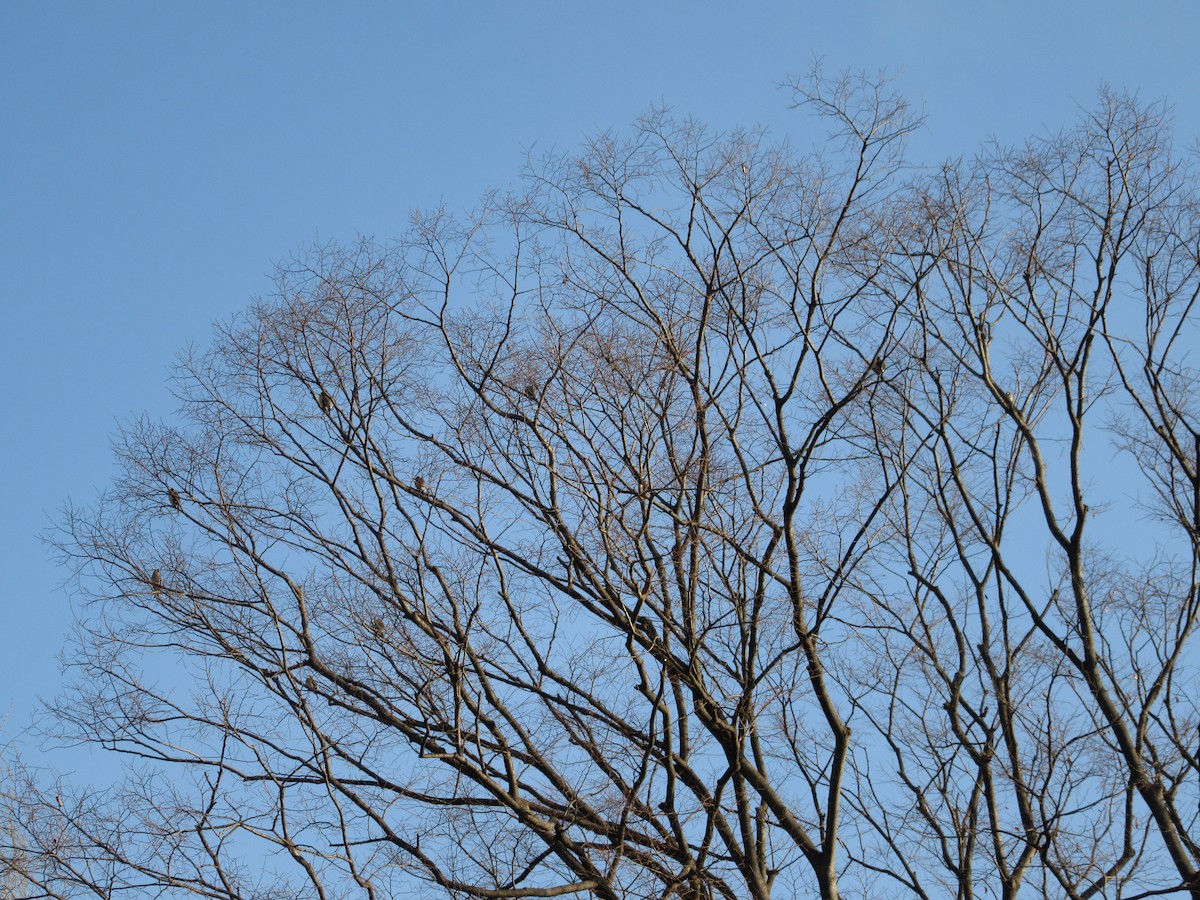 Weißhand-Kernbeißer - ML652045133