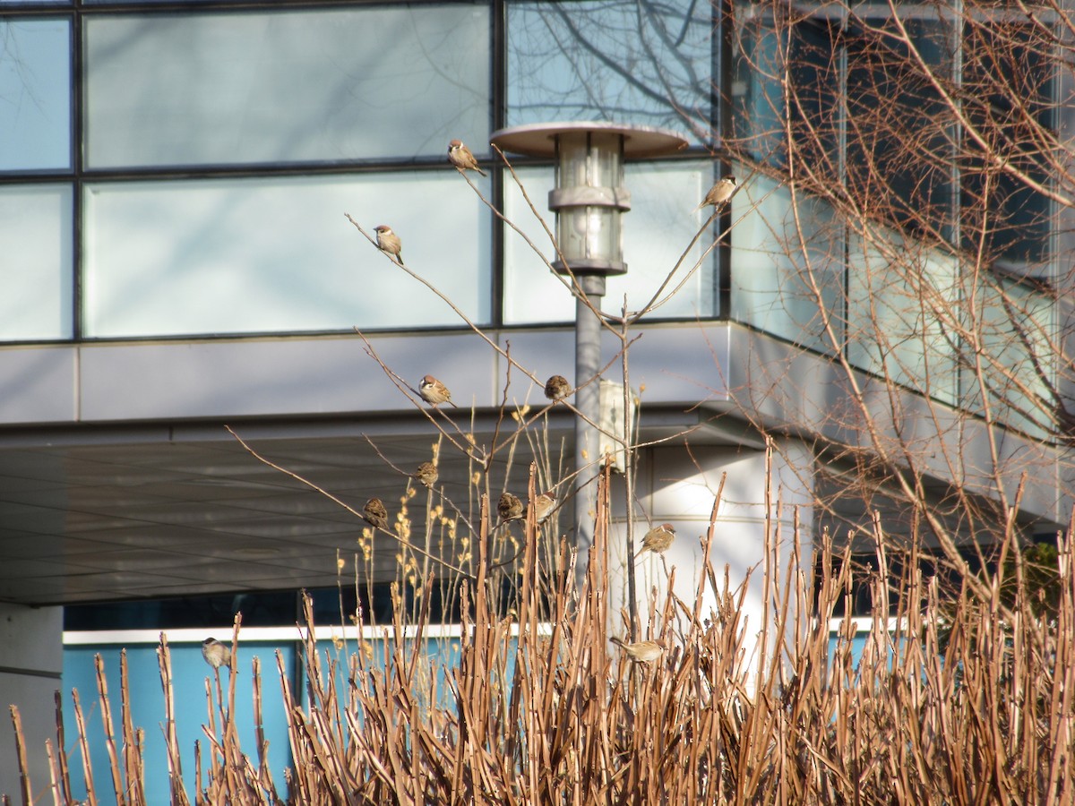 Feldsperling - ML652045161