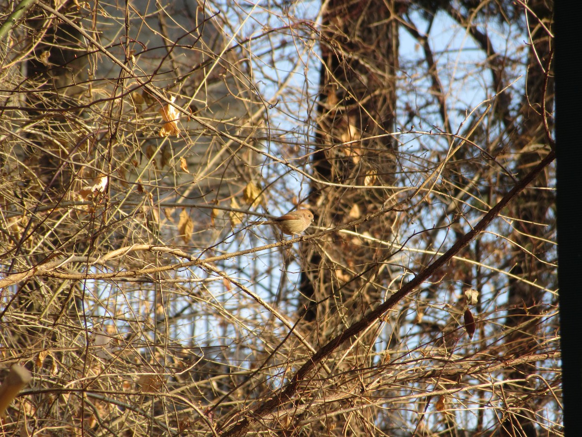 Braunkopf-Papageimeise - ML652045260