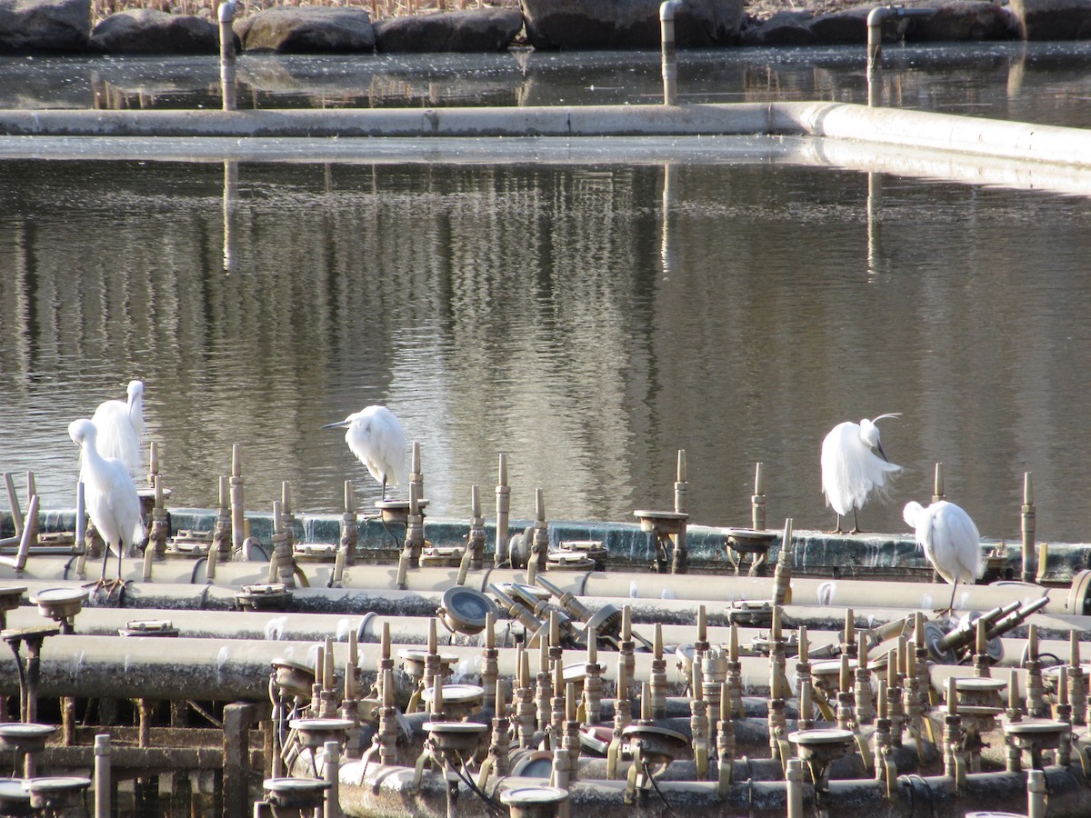 Seidenreiher - ML652045299