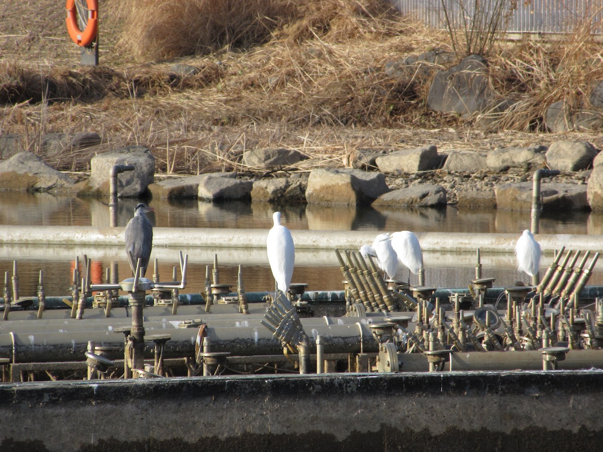 Graureiher - ML652045309