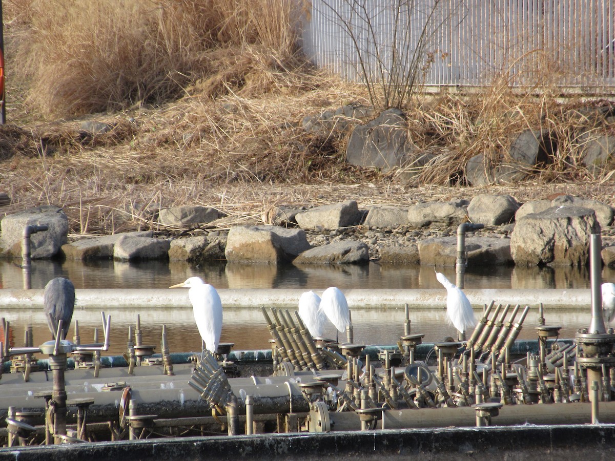 Silberreiher - ML652045319