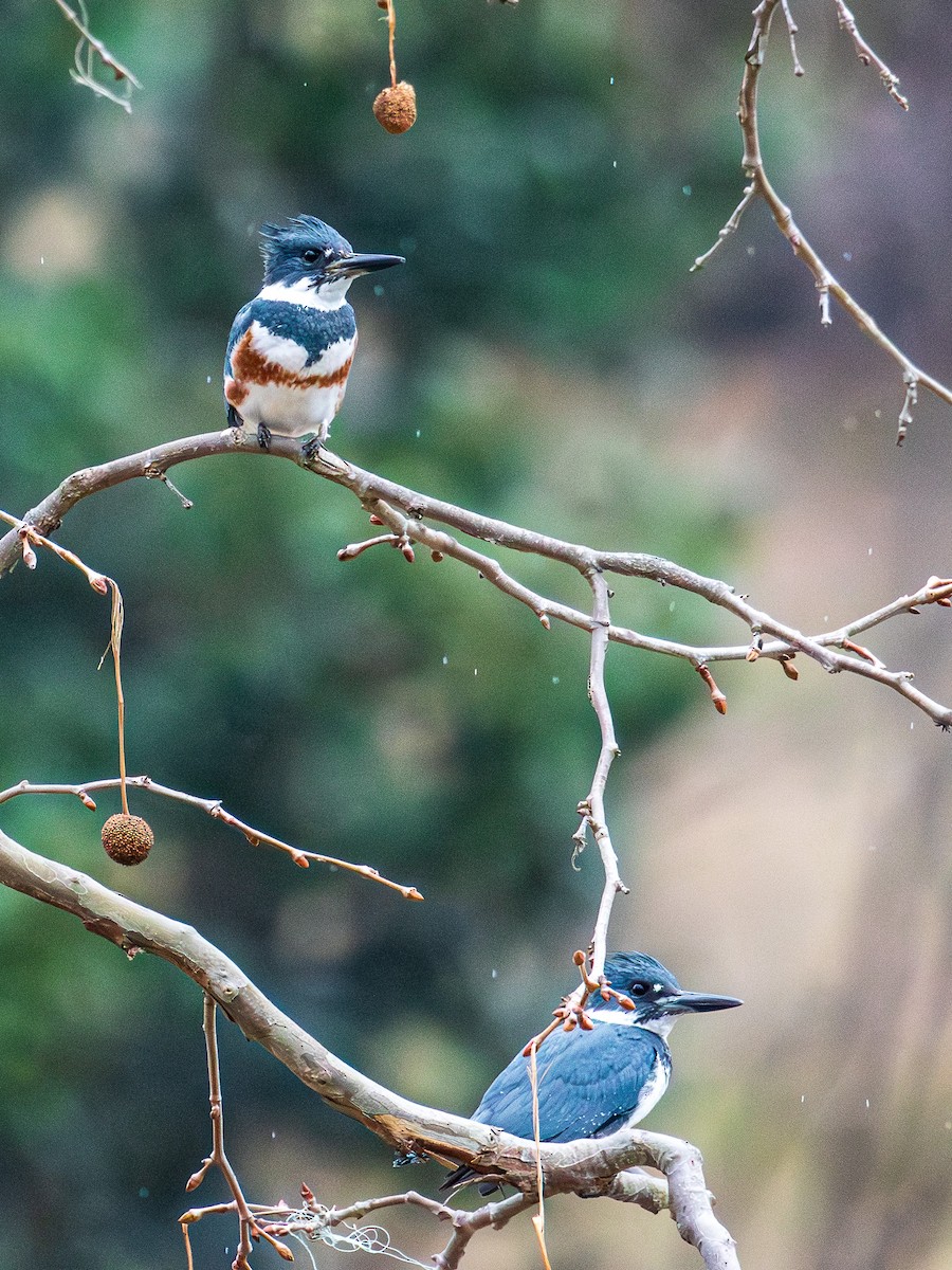 Belted Kingfisher - ML652045347