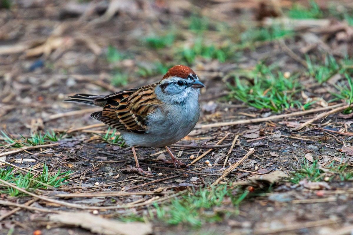 Chipping Sparrow - ML652045357