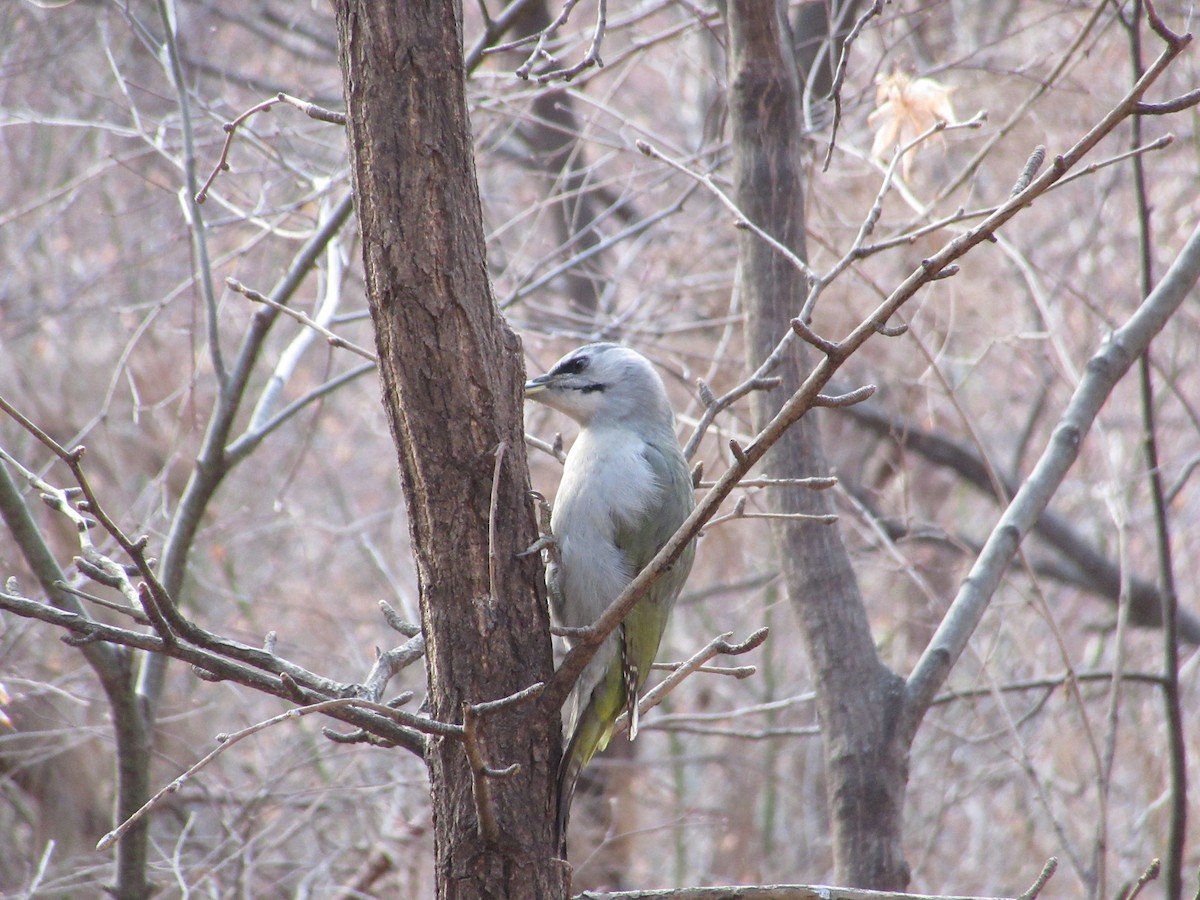 Grauspecht - ML652045362