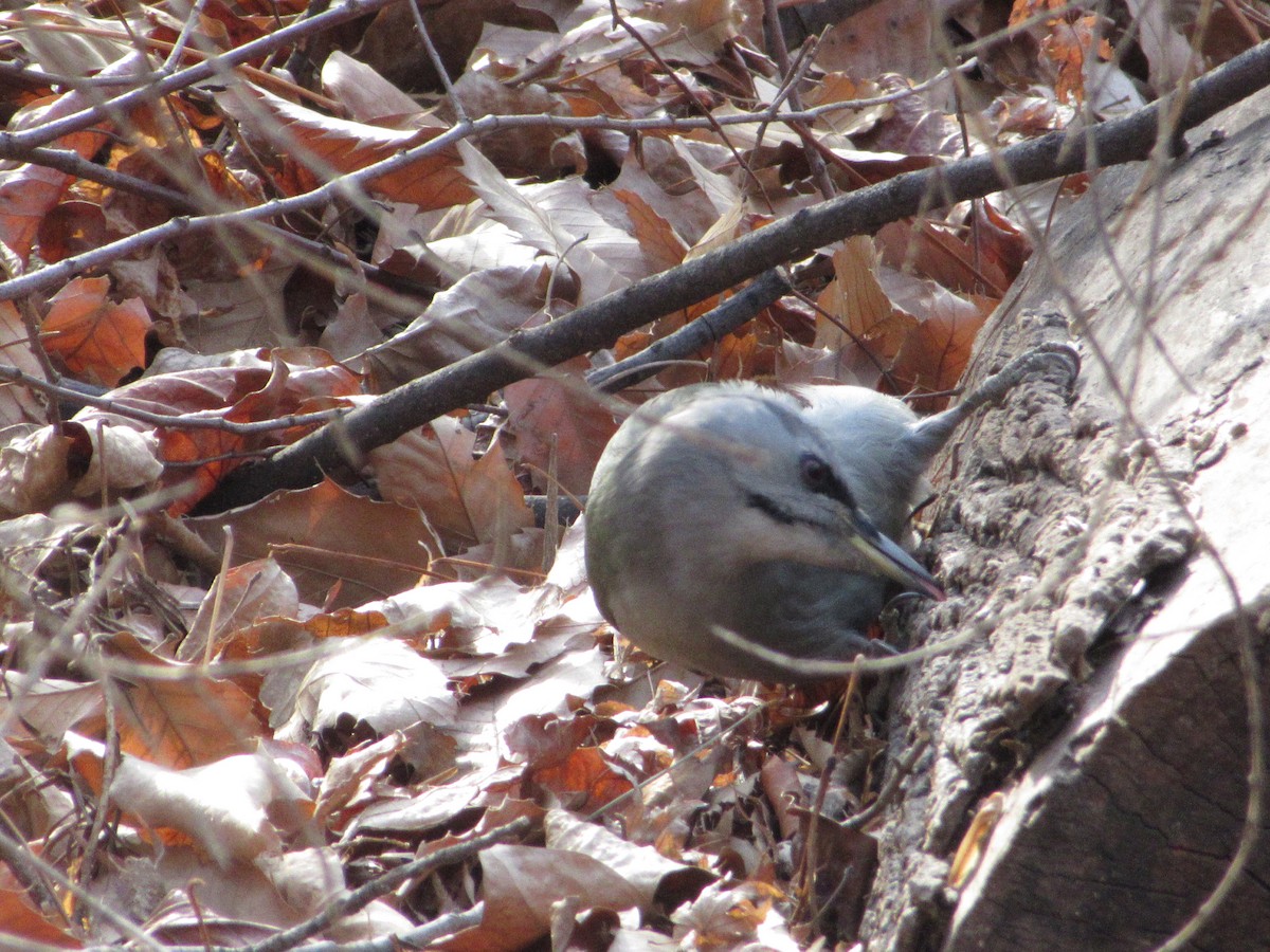 Grauspecht - ML652045363