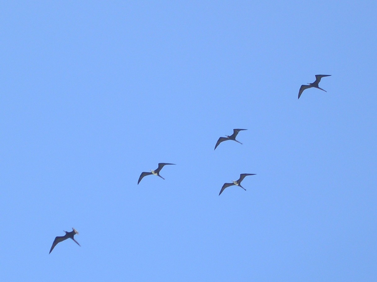 Фрегат карибський - ML652045406