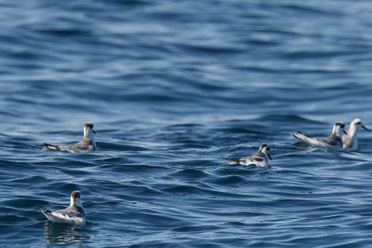 Red Phalarope - ML652045419