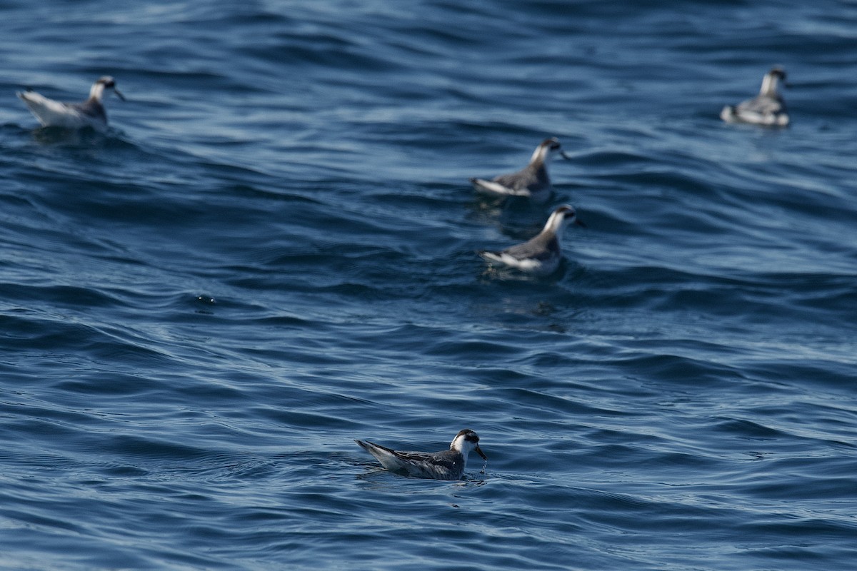 Red Phalarope - ML652045420