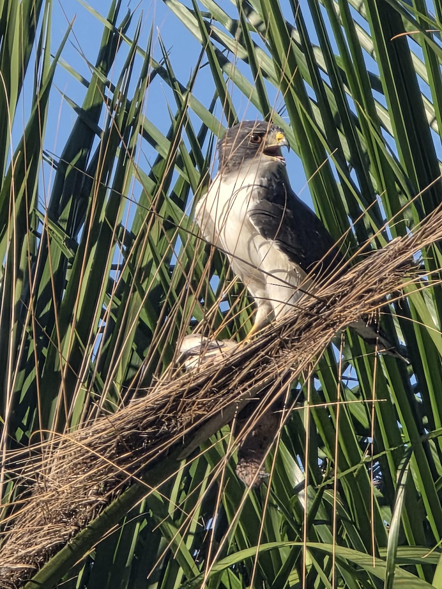 Buse à queue courte - ML652045948