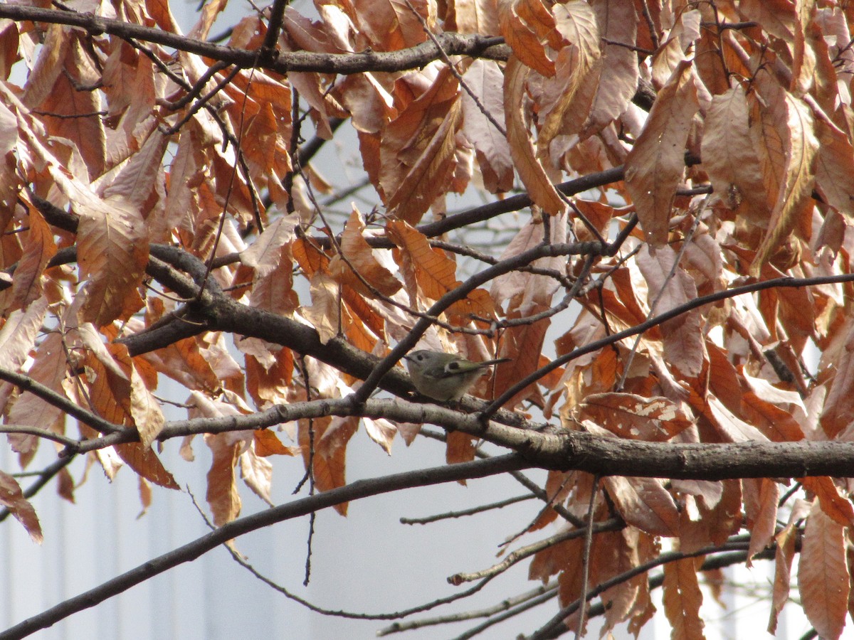 Wintergoldhähnchen - ML652046158