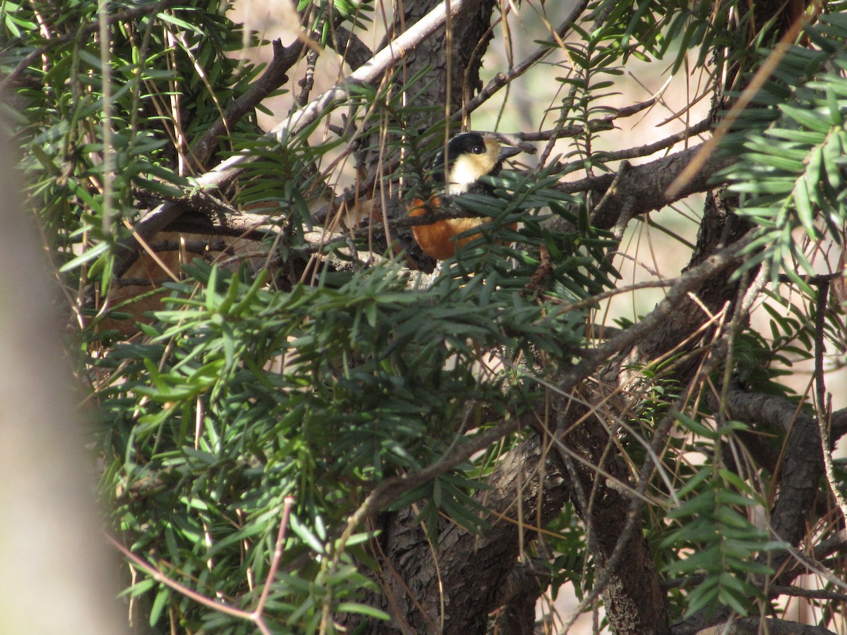 Buntmeise - ML652046189