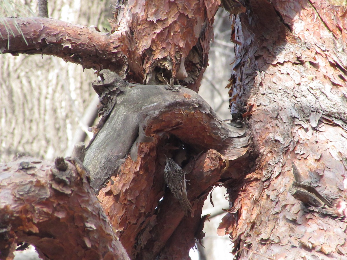 Waldbaumläufer - ML652046250