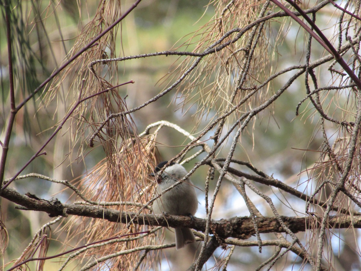 Sumpfmeise - ML652046295