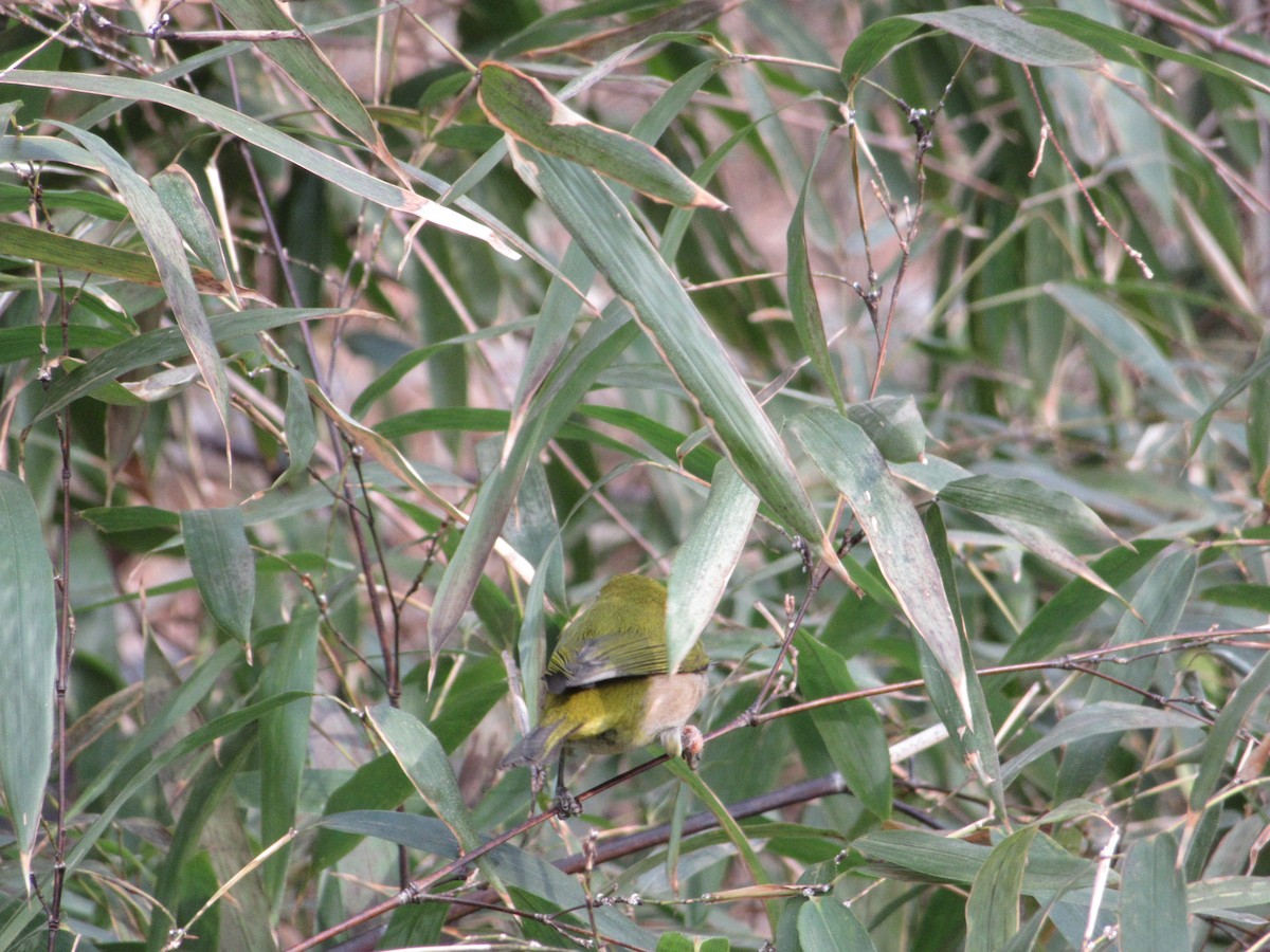 Japanbrillenvogel - ML652046367