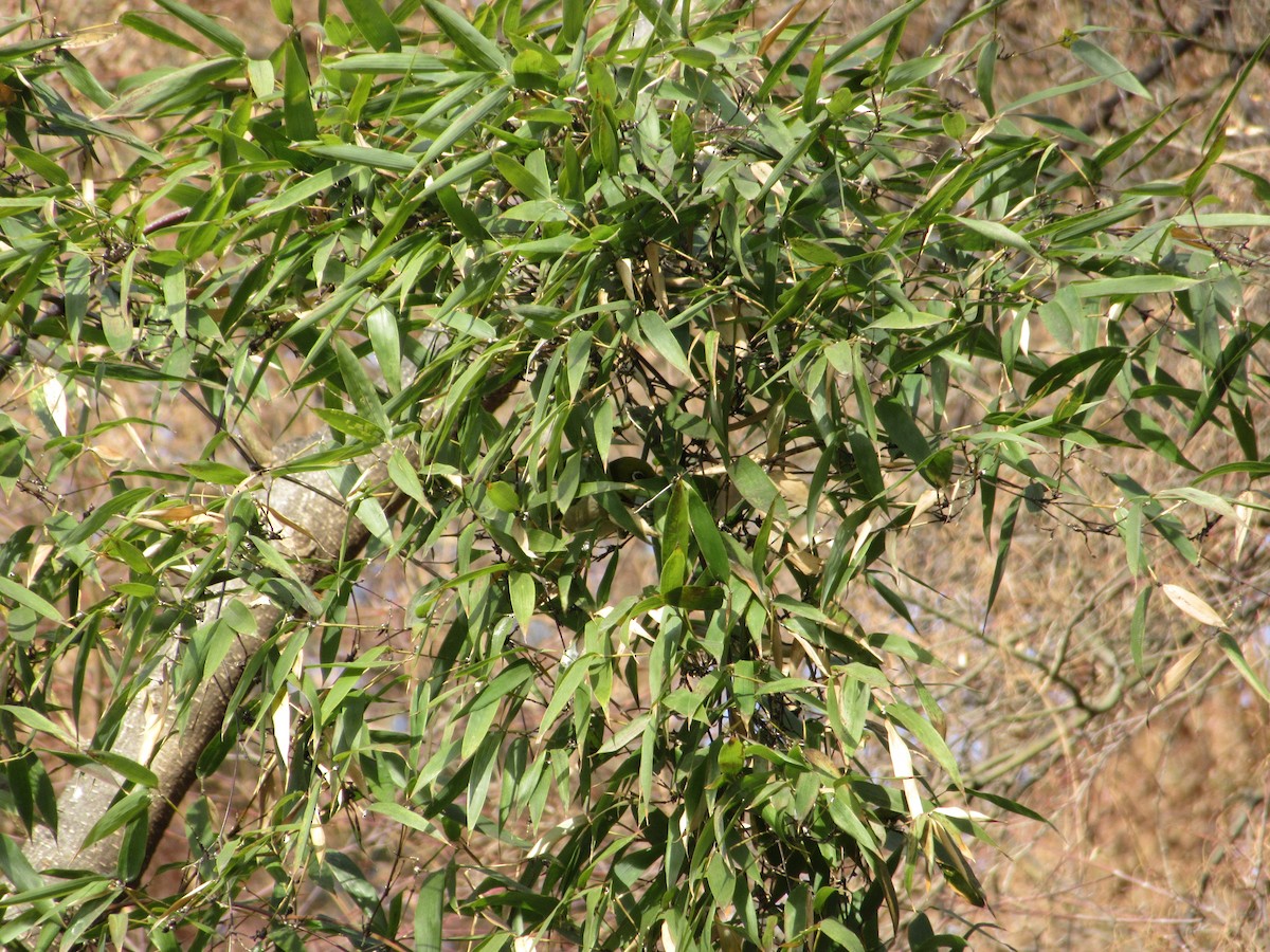 Japanbrillenvogel - ML652046368