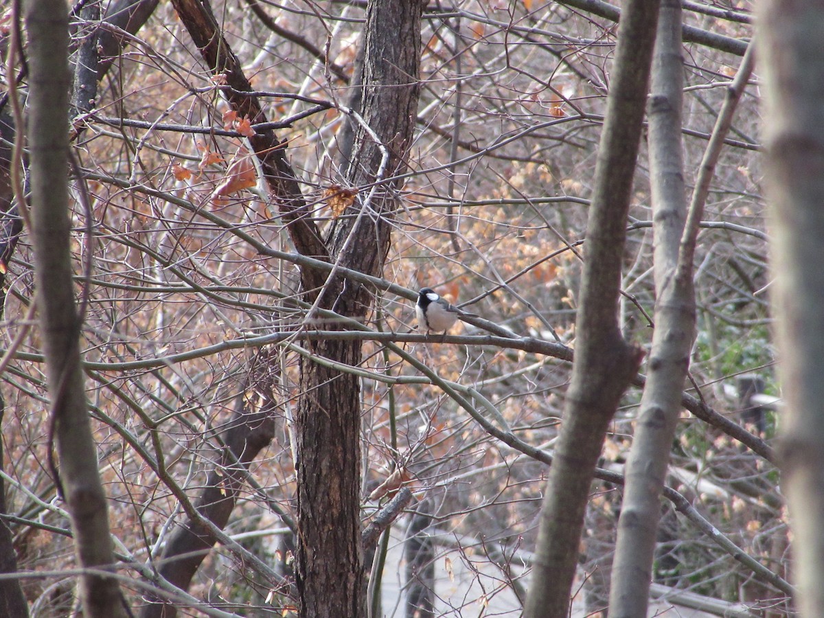 Graukohlmeise - ML652046496