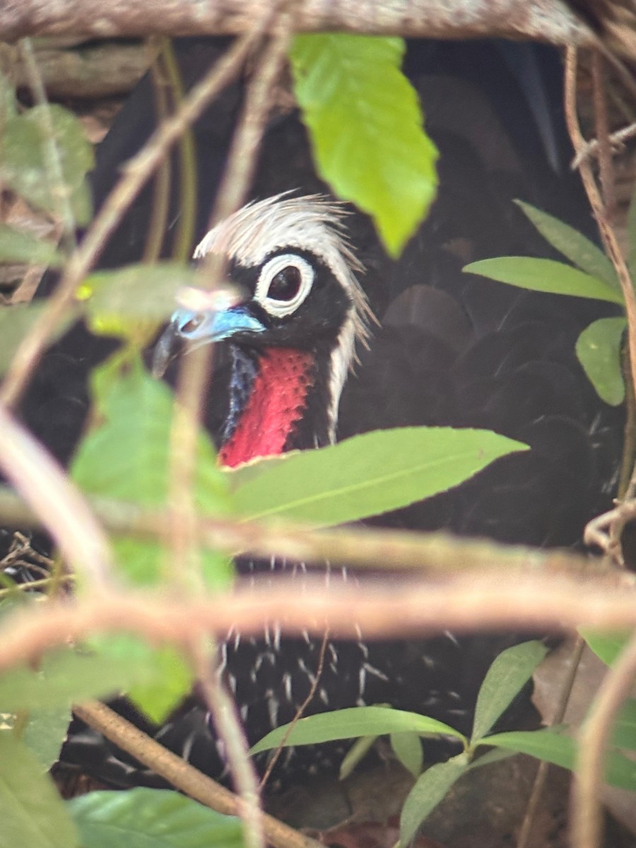 Pénélope à front noir - ML652046573