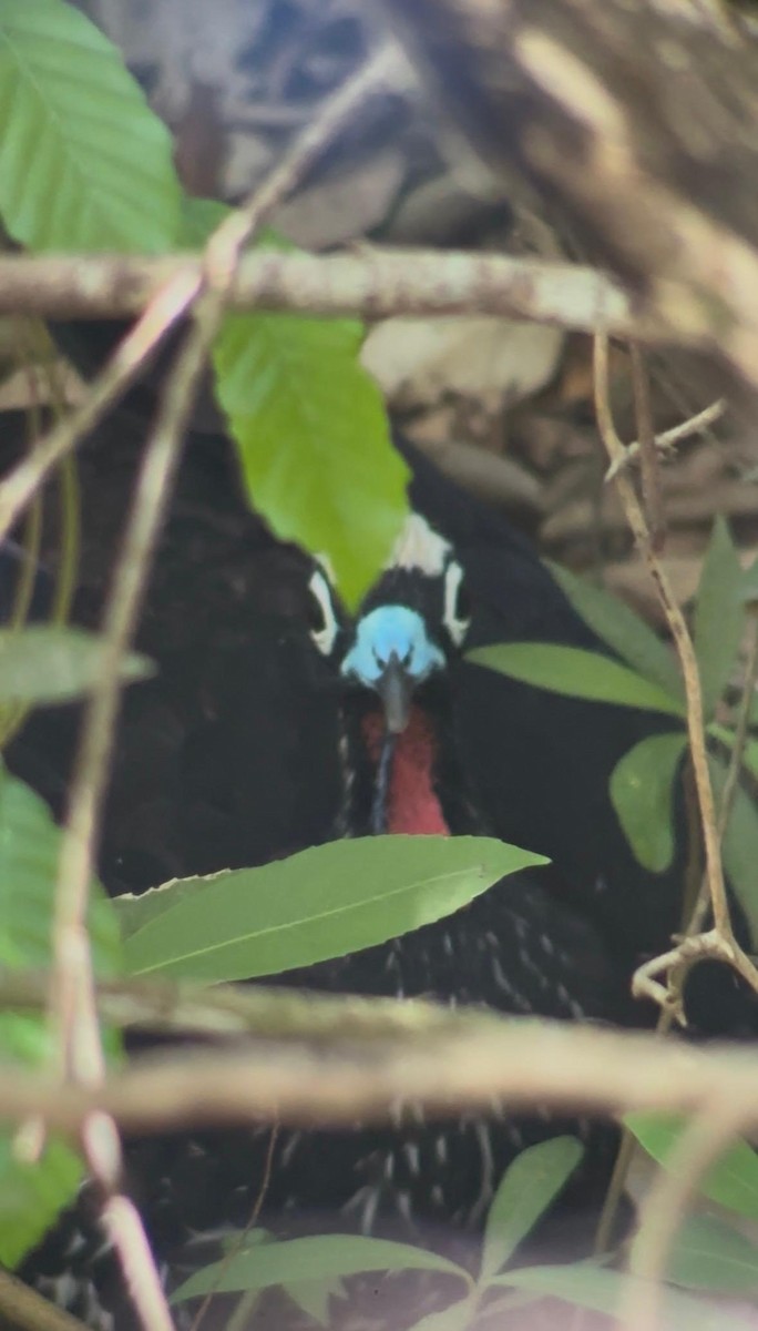 Pénélope à front noir - ML652046574