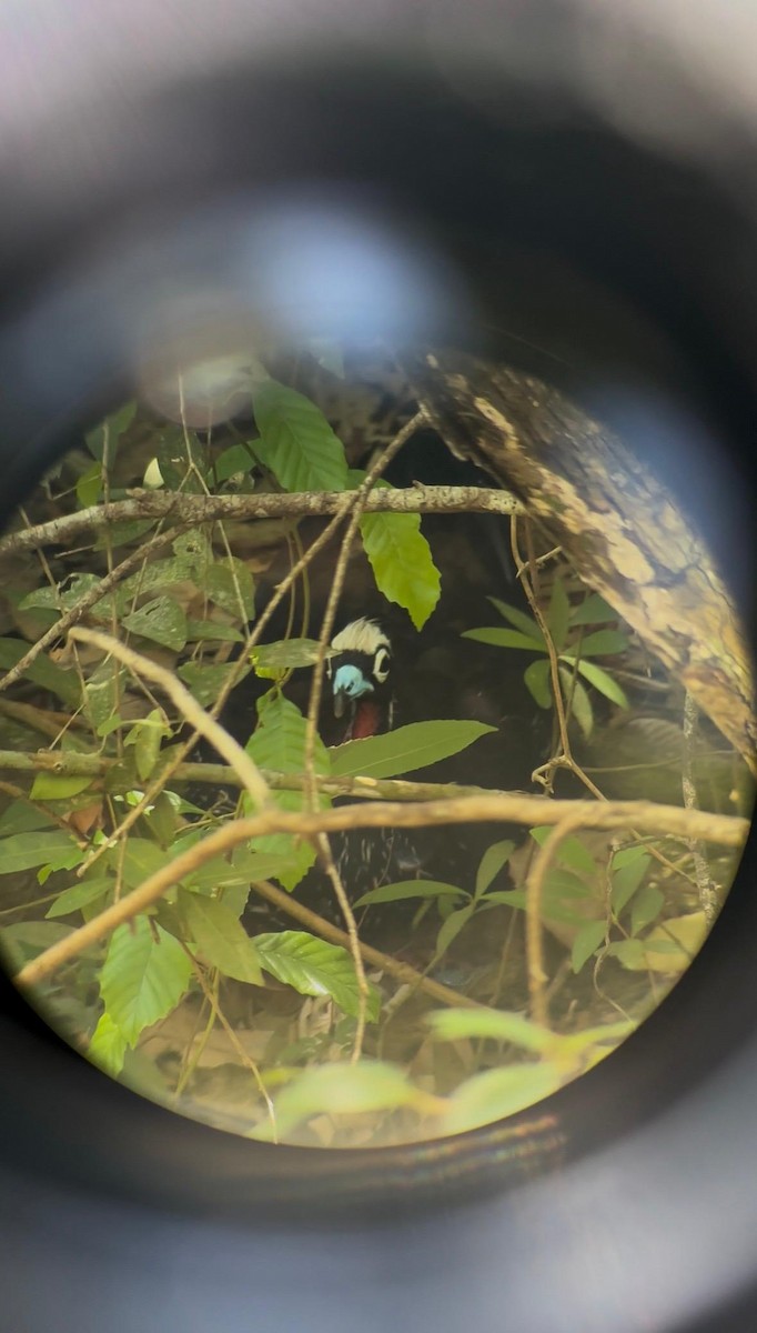 Pénélope à front noir - ML652046575