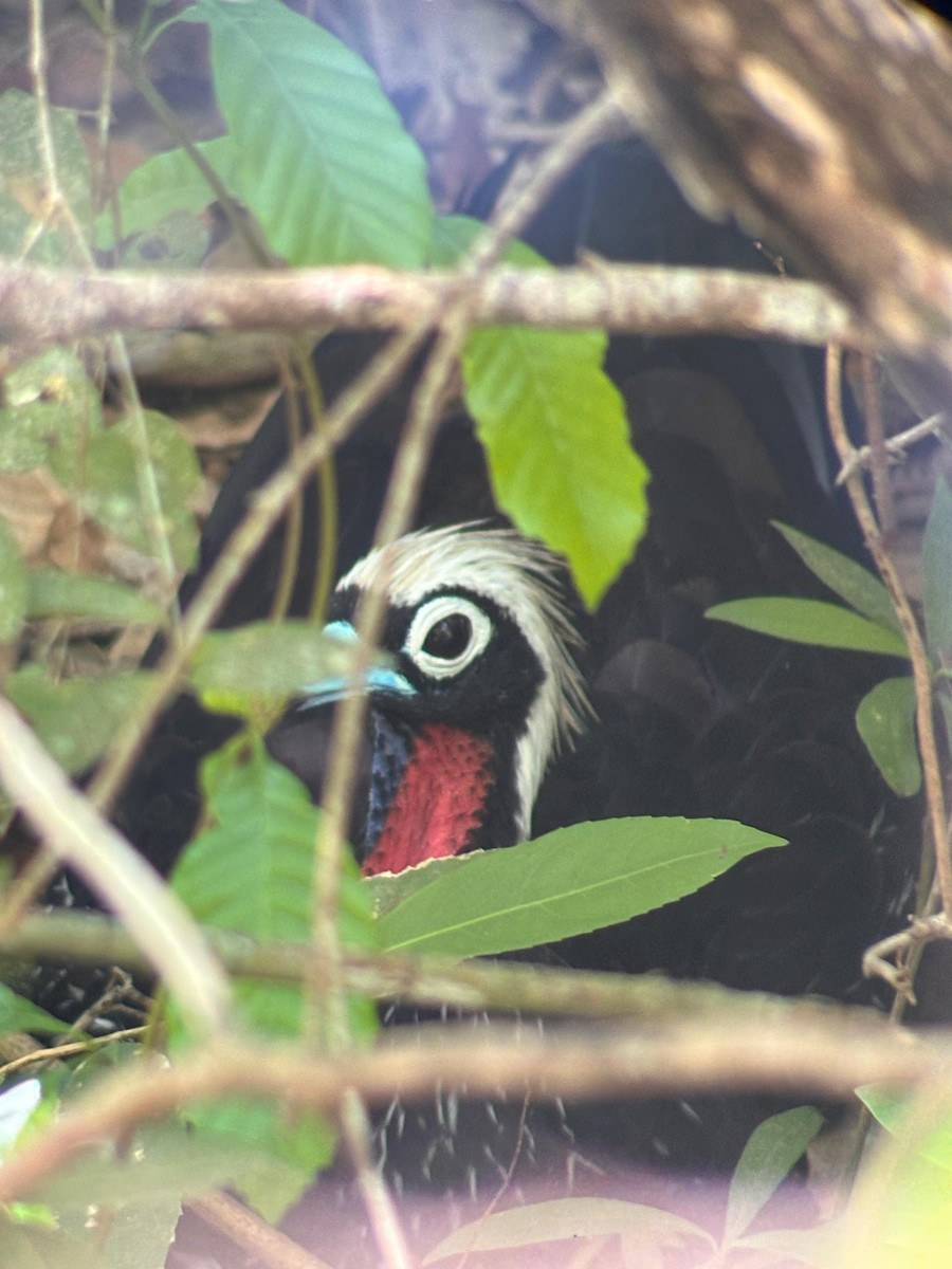 Pénélope à front noir - ML652046576