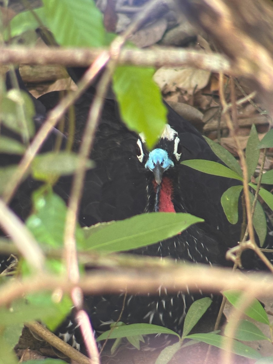Pénélope à front noir - ML652046577