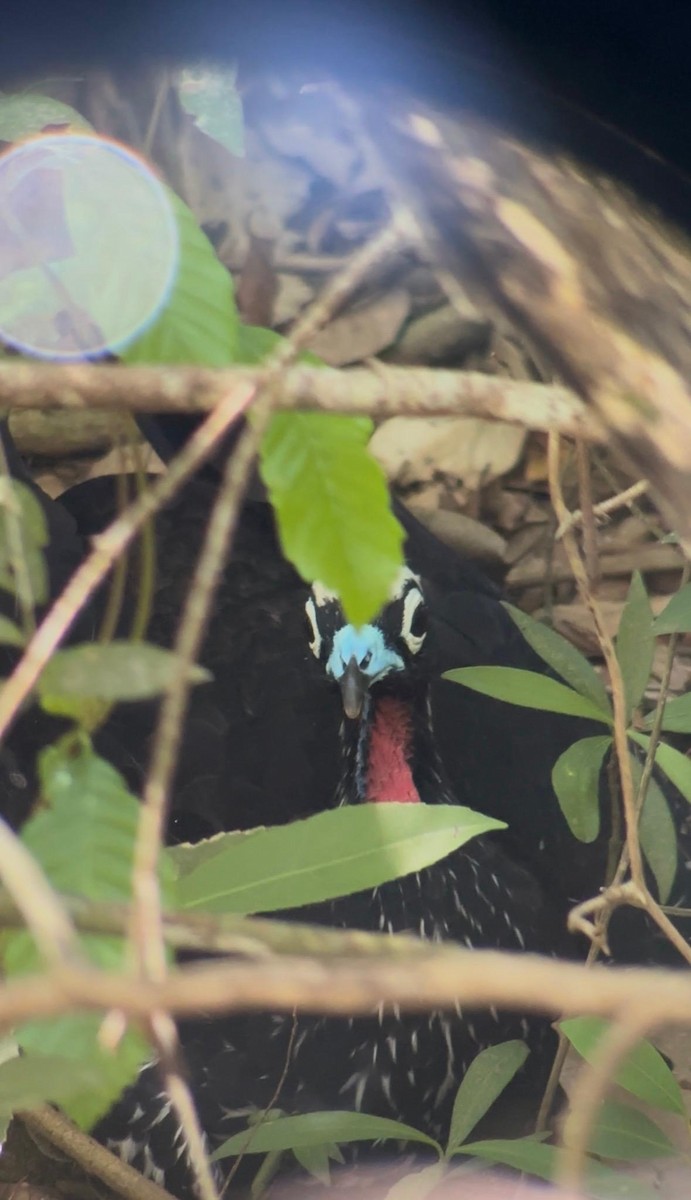 Pénélope à front noir - ML652046578