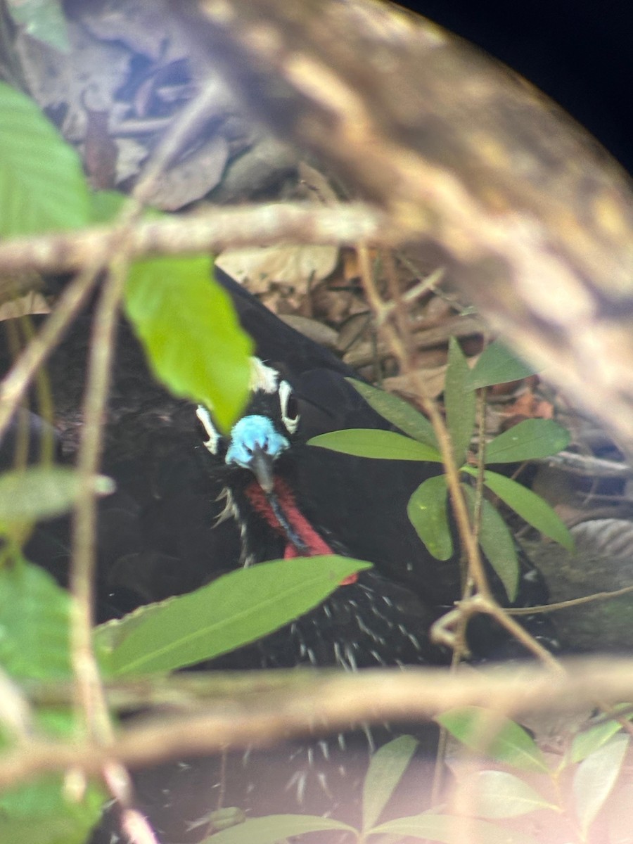 Pénélope à front noir - ML652046579