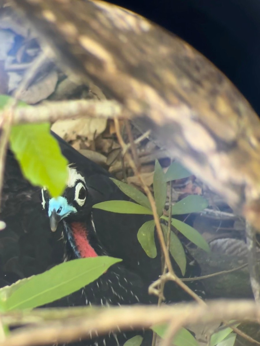 Pénélope à front noir - ML652046580