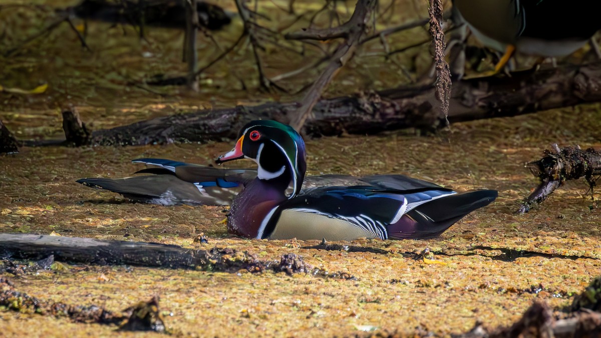Wood Duck - ML652046602