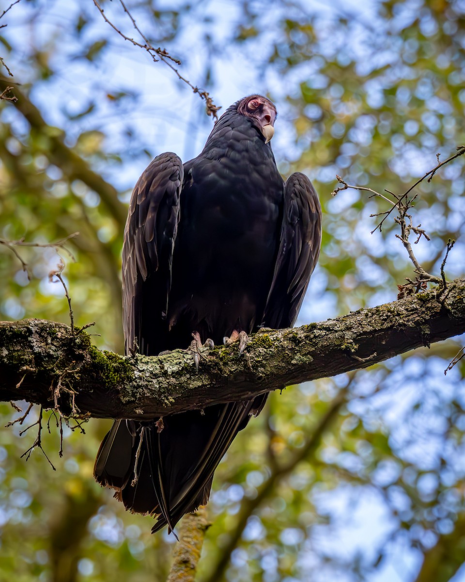 Turkey Vulture - ML652046606