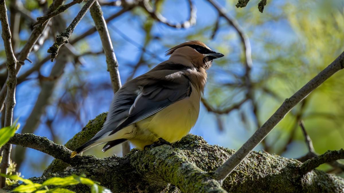 Cedar Waxwing - ML652046625