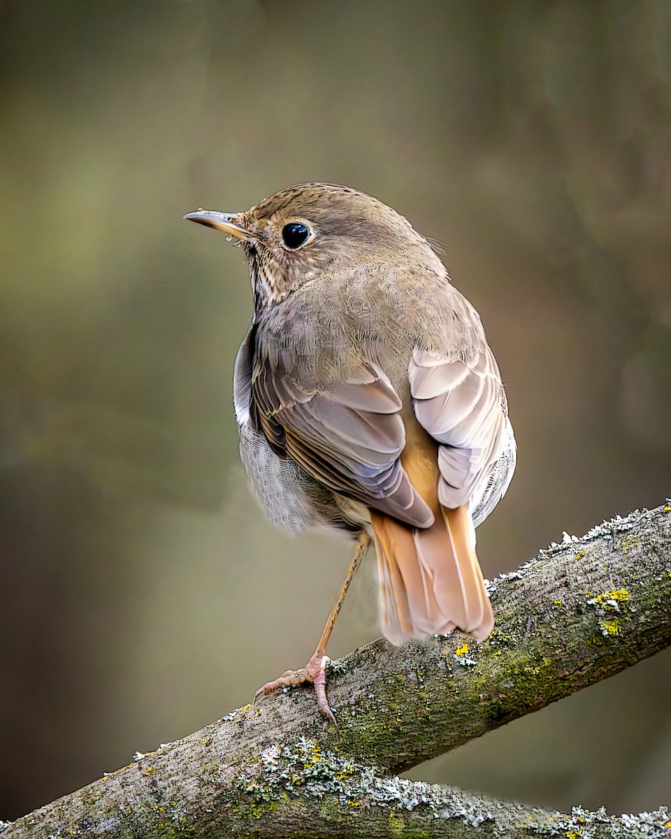 Hermit Thrush - ML652046657